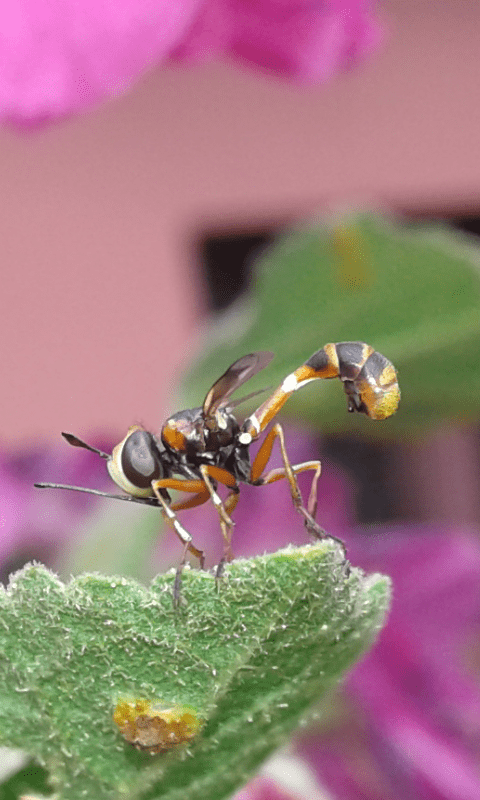 Conopidae:  Physocephala sp.?   S !